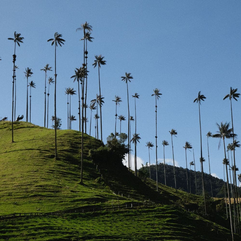 Cocora Valley