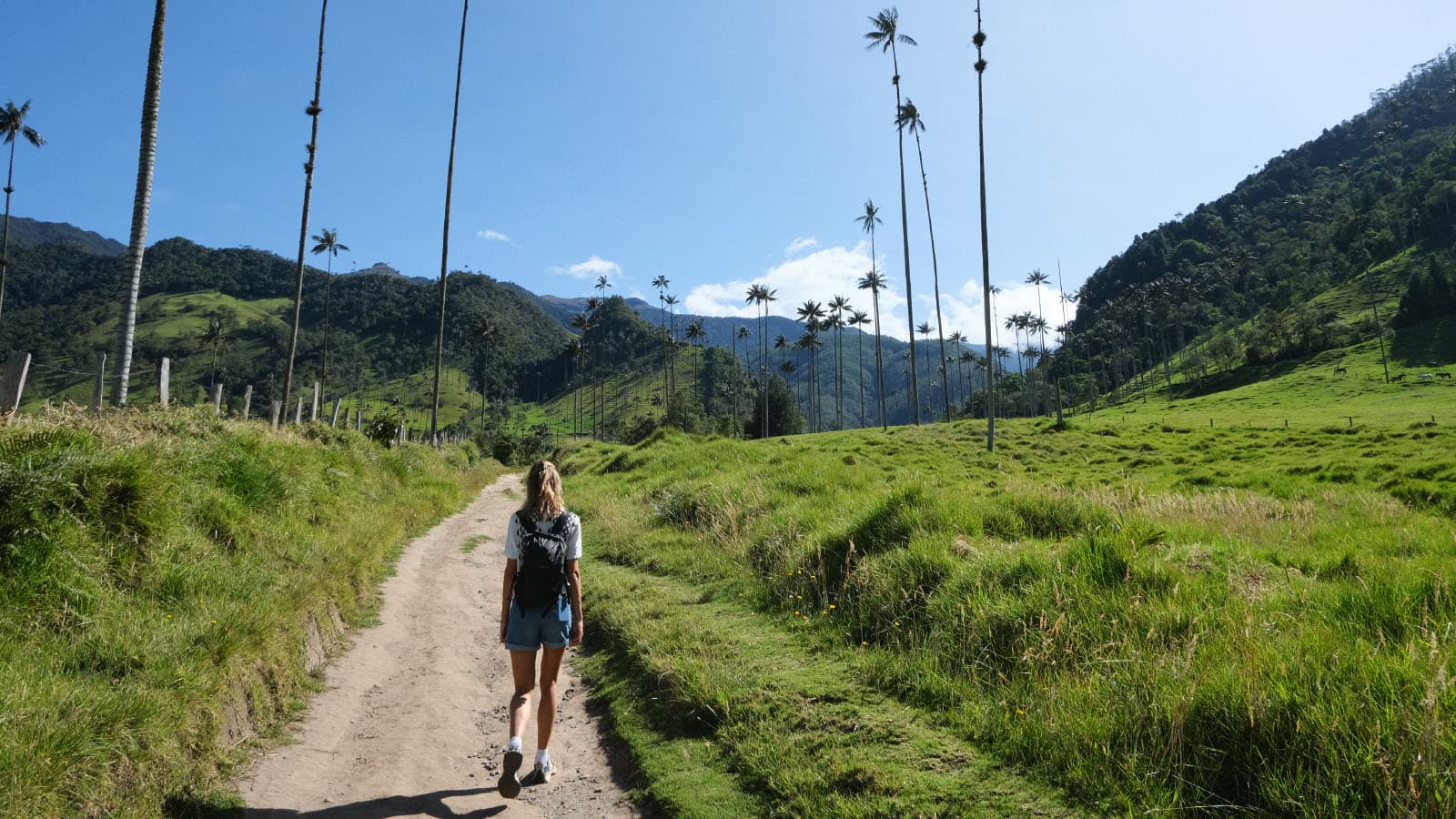 Cocora Hike