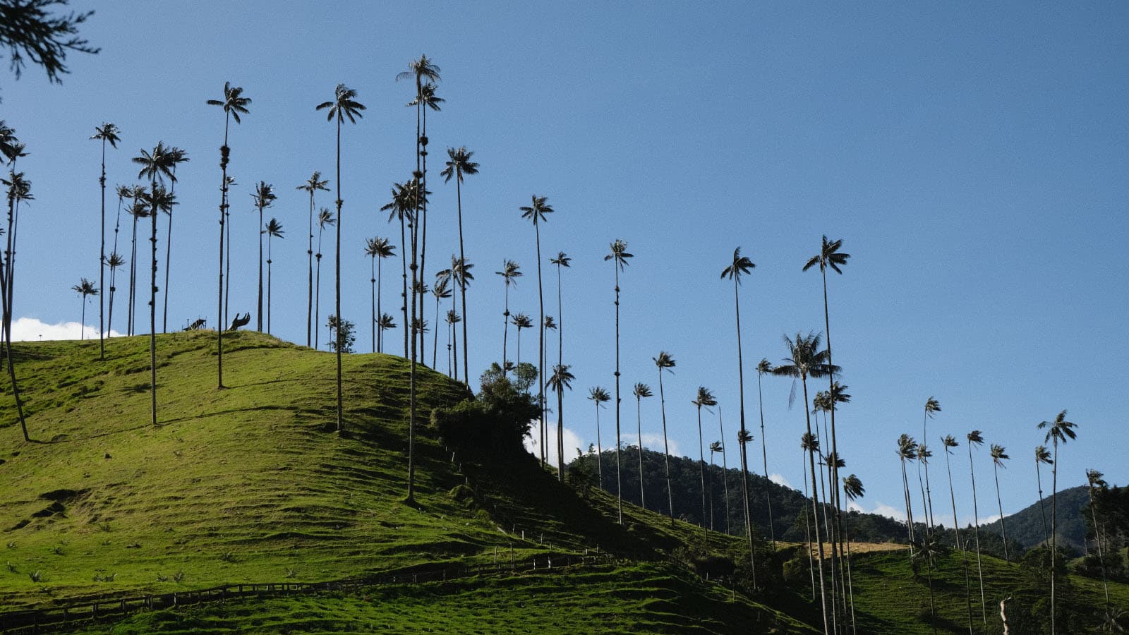 Cocora Valley