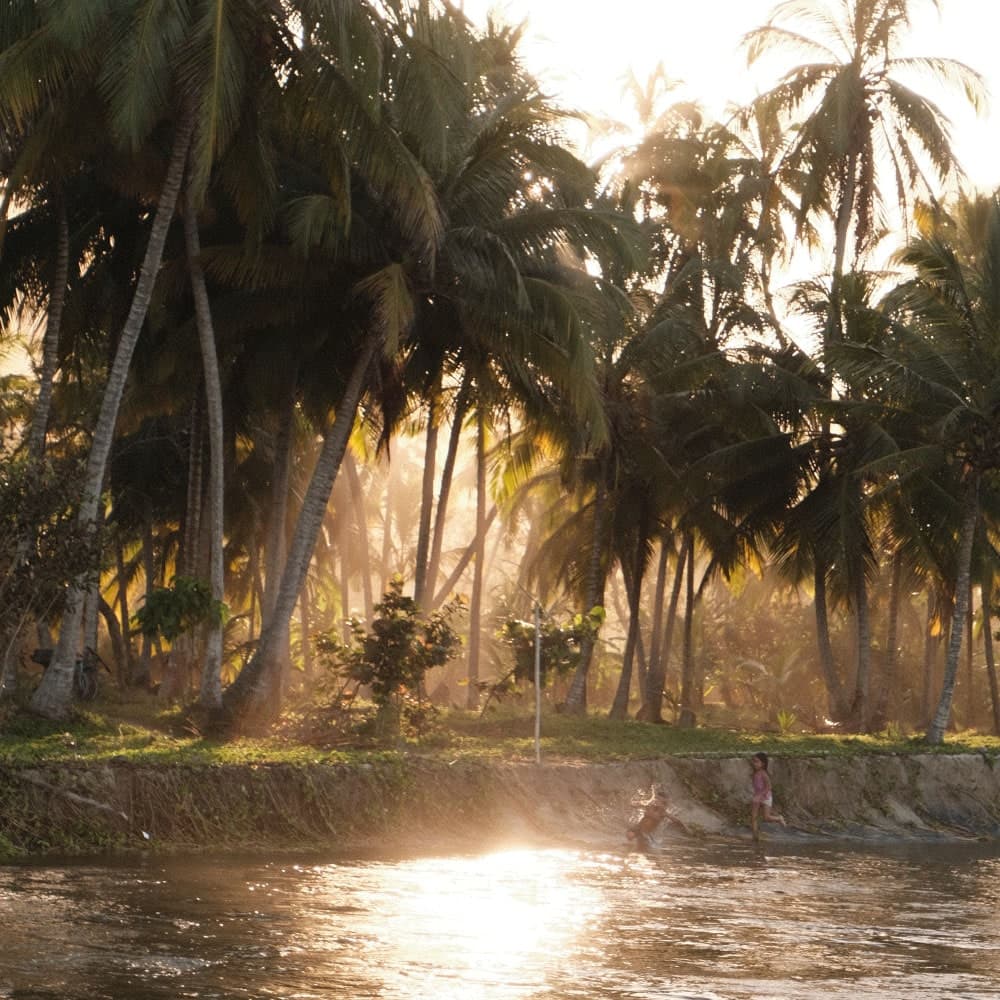 Rio Palomino - Square